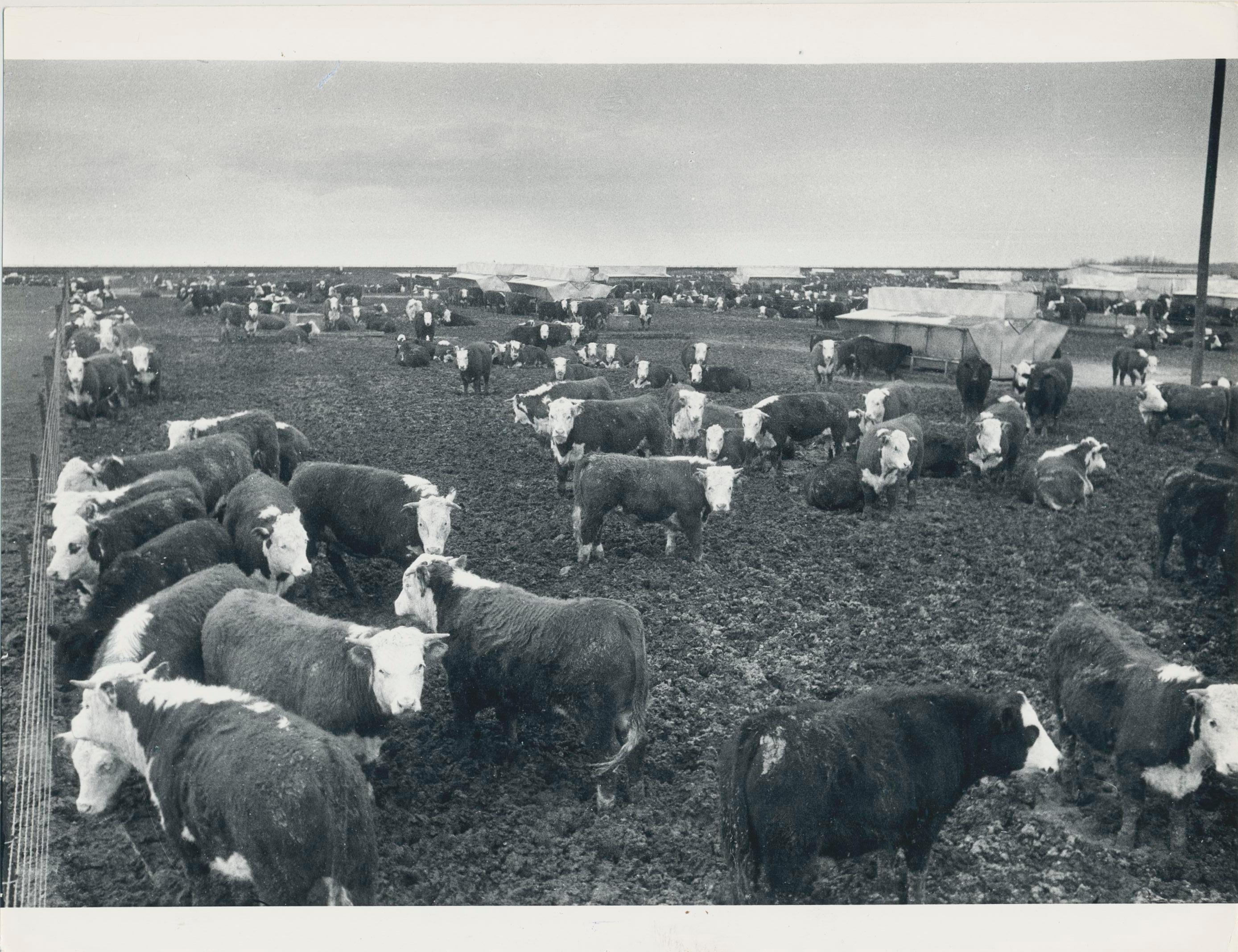 Cows, Farm, Texas, Schwarz-Weiß-Fotografie, USA, 1960, 18,2 x 23,5 cm – Art von Erich Andres