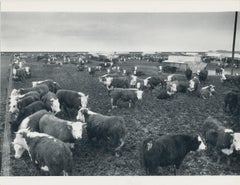 Cows, Farm, Texas, Black and White Photography, USA, 1960, 18,2 x 23,5 cm
