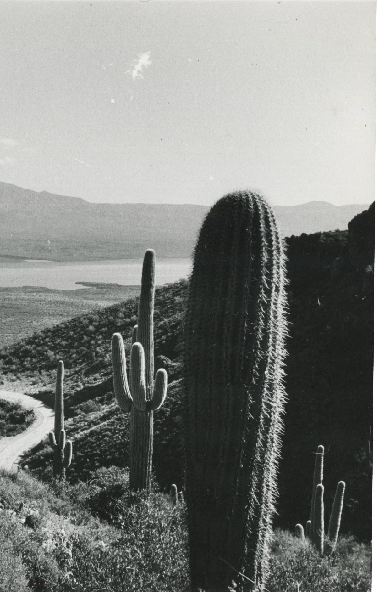 Mojave-Wüste, Kalifornien, Schwarz und Weiß, USA 1960er Jahre, 16,0 x 23, 7 cm – Photograph von Erich Andres