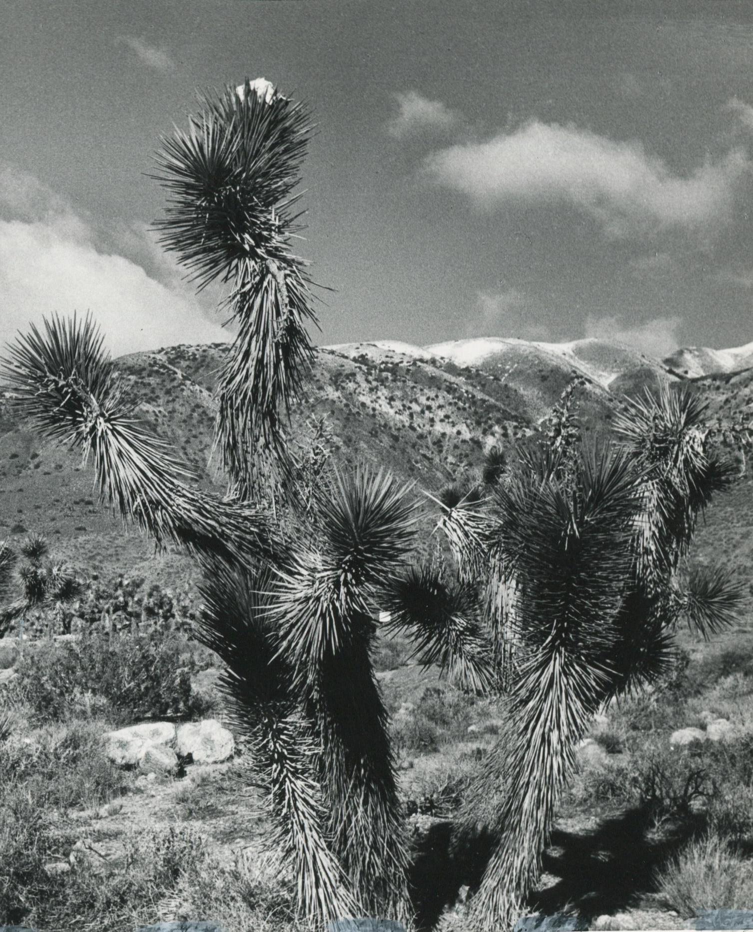 Mojave Desert, California, Black and White, USA 1960s, 16.0 x 23, 7 cm - Modern Photograph by Erich Andres