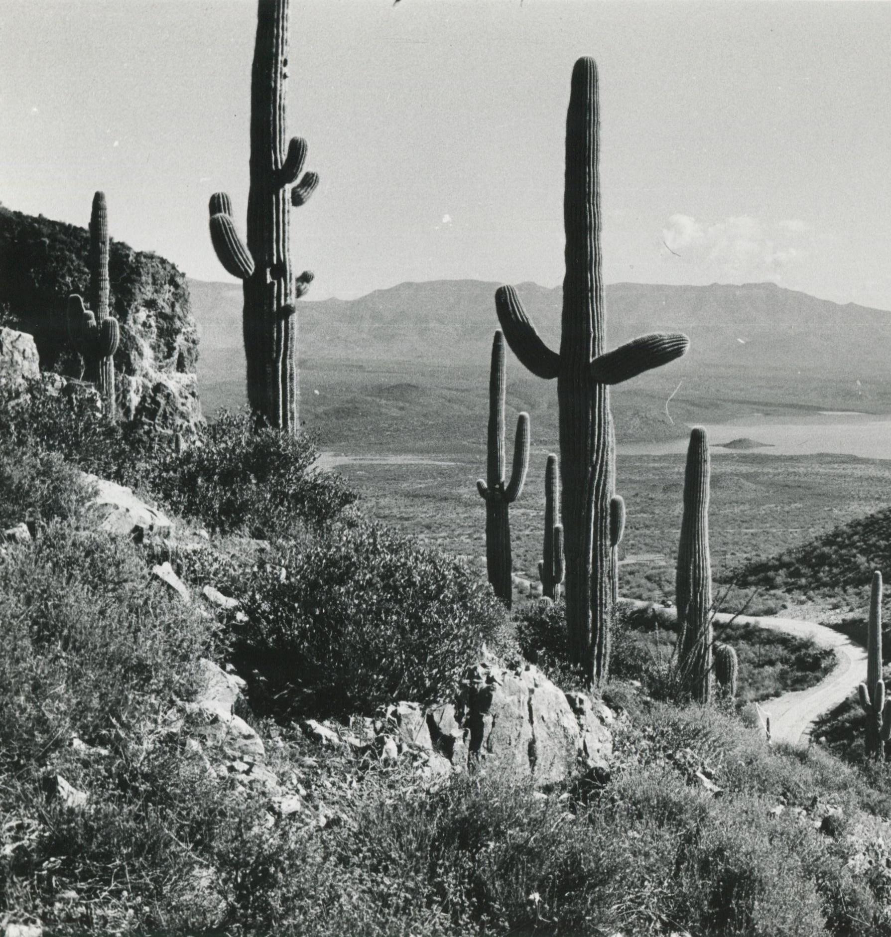 Mojave-Wüste, Kalifornien, Schwarz und Weiß, USA 1960er Jahre, 16,0 x 23, 7 cm (Moderne), Photograph, von Erich Andres