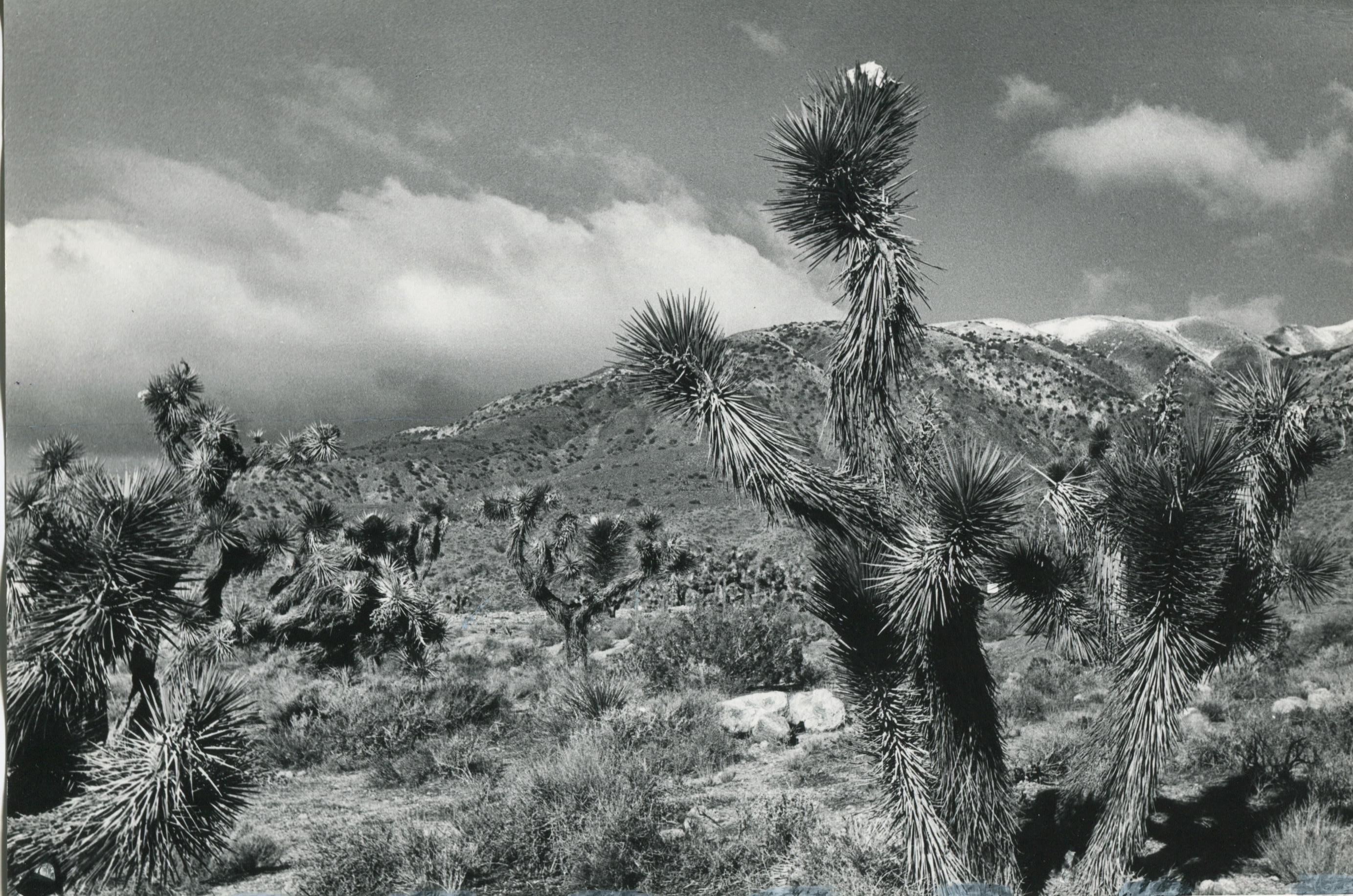 Erich Andres Black and White Photograph - Mojave Desert, California, Black and White, USA 1960s, 16.0 x 23, 7 cm