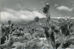 Deserto del Mojave, California, Bianco e nero, USA 1960, 16,0 x 23,7 cm