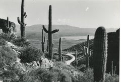Desierto de Mojave, California, Blanco y negro, EE.UU. Años 60, 16,0 x 23, 7 cm