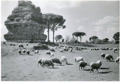 Roma - Via Appia 1954