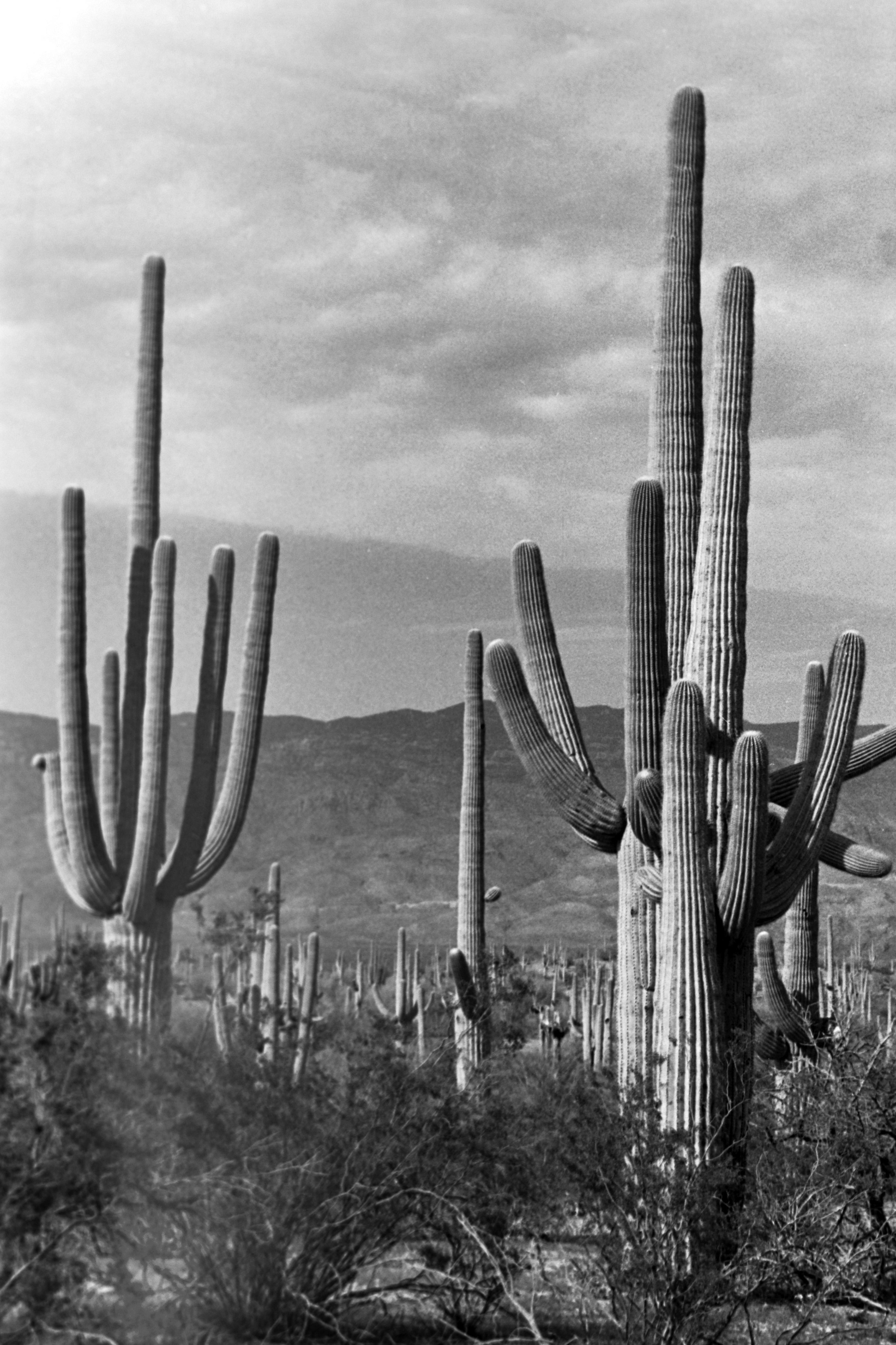 Landscape Photograph Erich Andres - Park national du Saguaro, 1962.