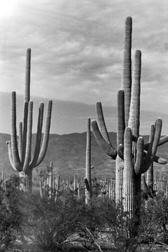 Parque Nacional Saguaro, 1962.