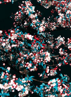 Brianna in Crab Apple Tree, The Garden – Erik Madigan Heck, Fashion, Colour, Art