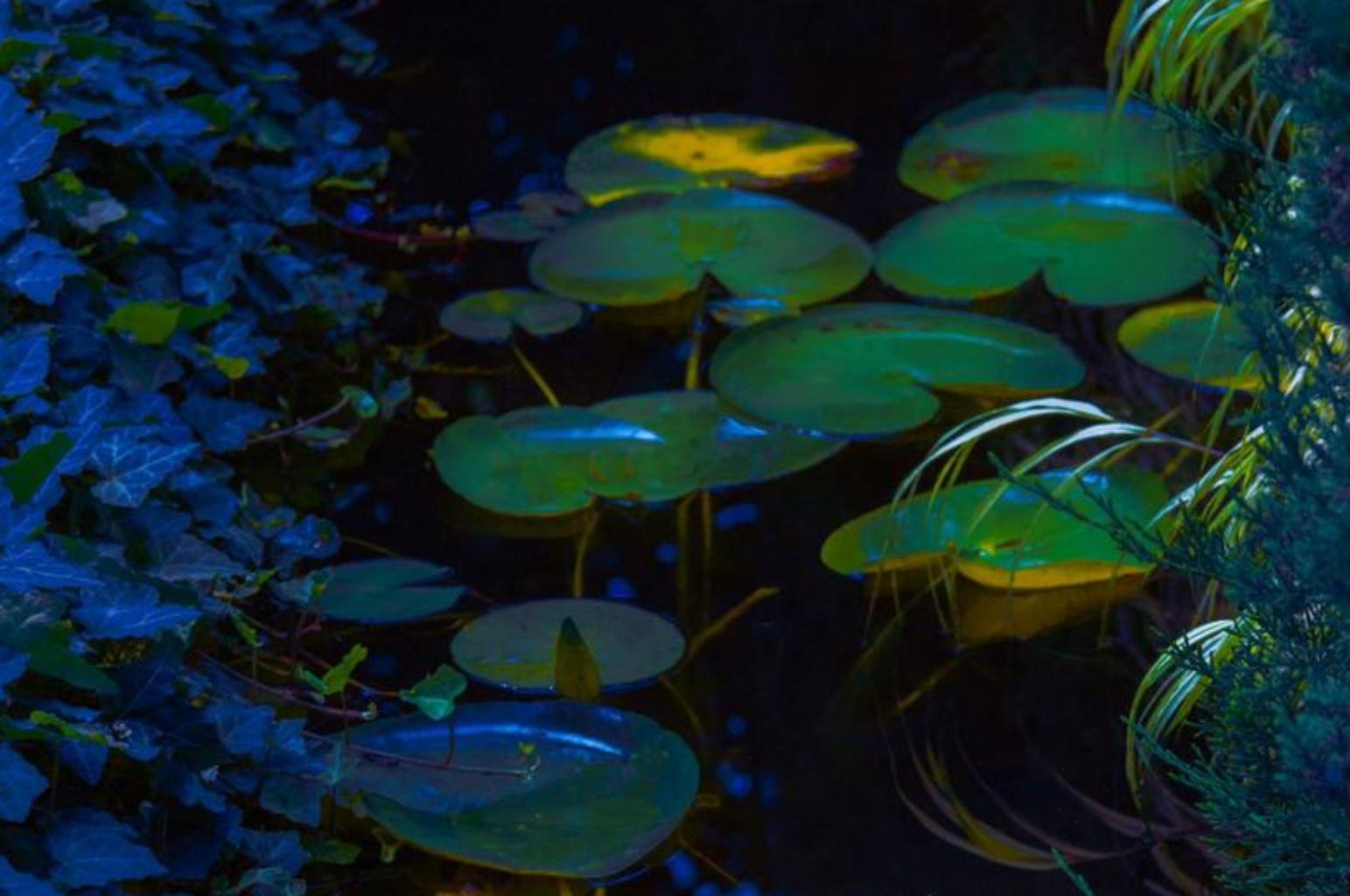 Blue Lilly Study – Erik Madigan Heck, Photography, Nature, Garden, Colour, Night For Sale 2