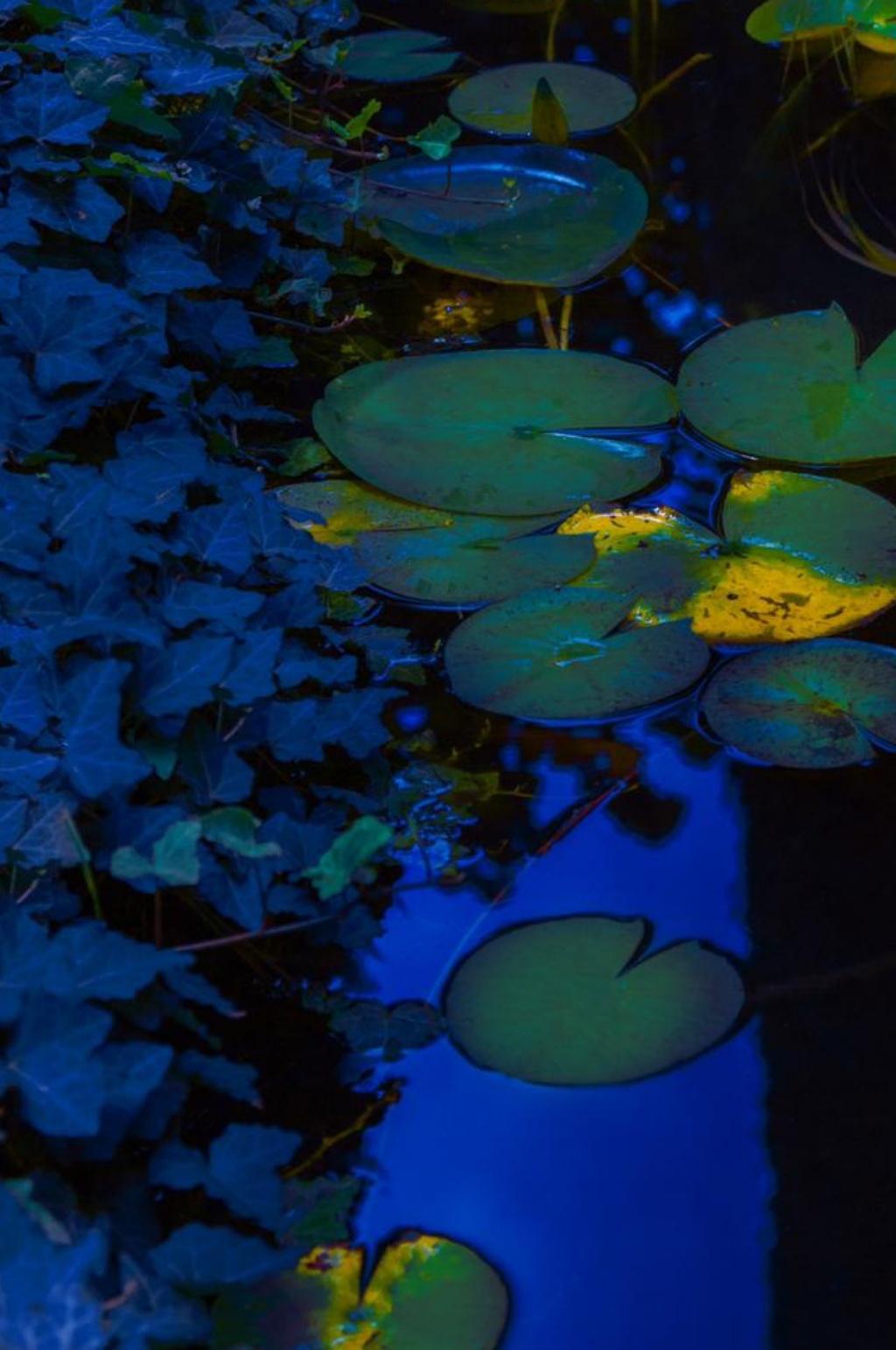 Blue Lilly Study – Erik Madigan Heck, Photography, Nature, Garden, Colour, Night For Sale 3