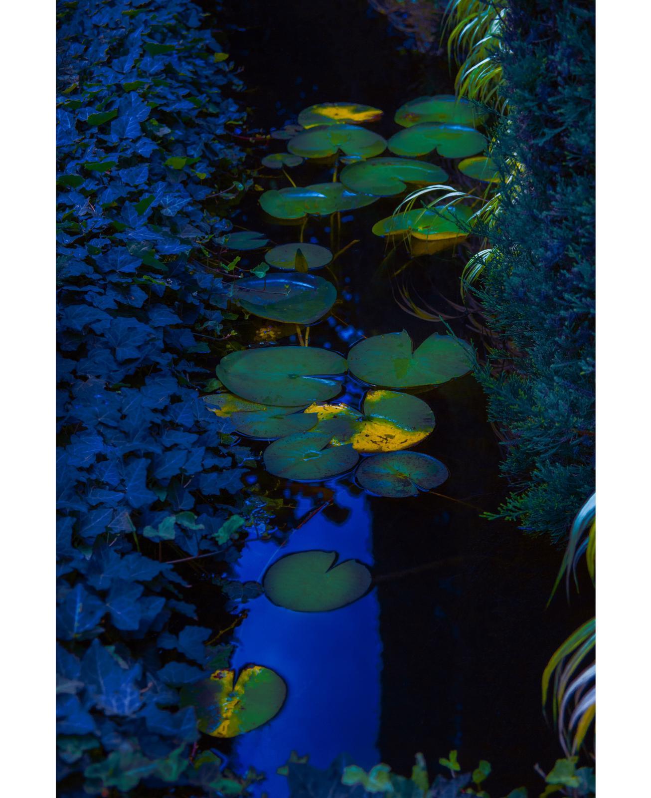 Blaue Lilie Studie - Erik Madigan Heck, Fotografie, Natur, Garten, Farbe, Nacht