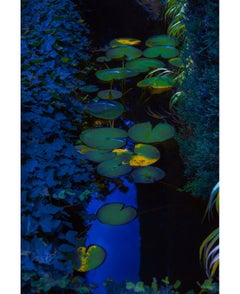 Blue Lilly Study – Erik Madigan Heck, Photography, Nature, Garden, Colour, Night