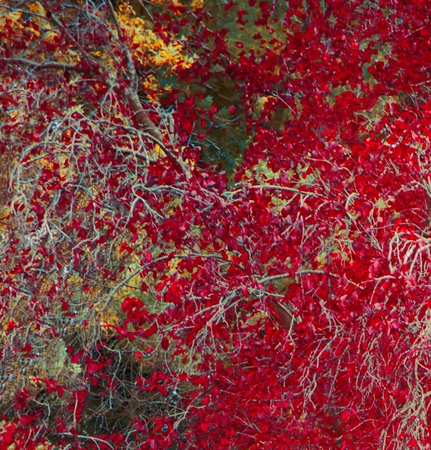 Rote Herbstblätter – Photograph von Erik Madigan Heck