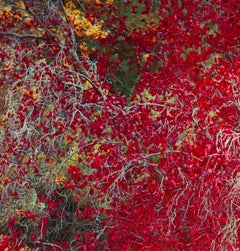 Red Autumn Leaves