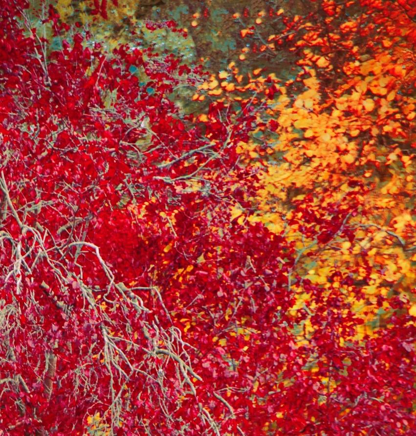 Rote Herbstblätter (Zeitgenössisch), Photograph, von Erik Madigan Heck