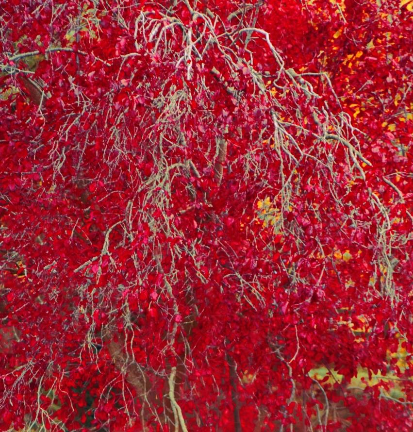 Erik MADIGAN HECK (*1983, Vereinigte Staaten)
Rote Herbstblätter, 2023
Chromogener Druck
95.2 x 80.6 cm (37 1/2 x 31 3/4 in.)
Auflage: 5 Exemplare plus 2 Probedrucke
Nur drucken
Signiert von der Künstlerin

Der aus Excelsior, Minnesota, stammende