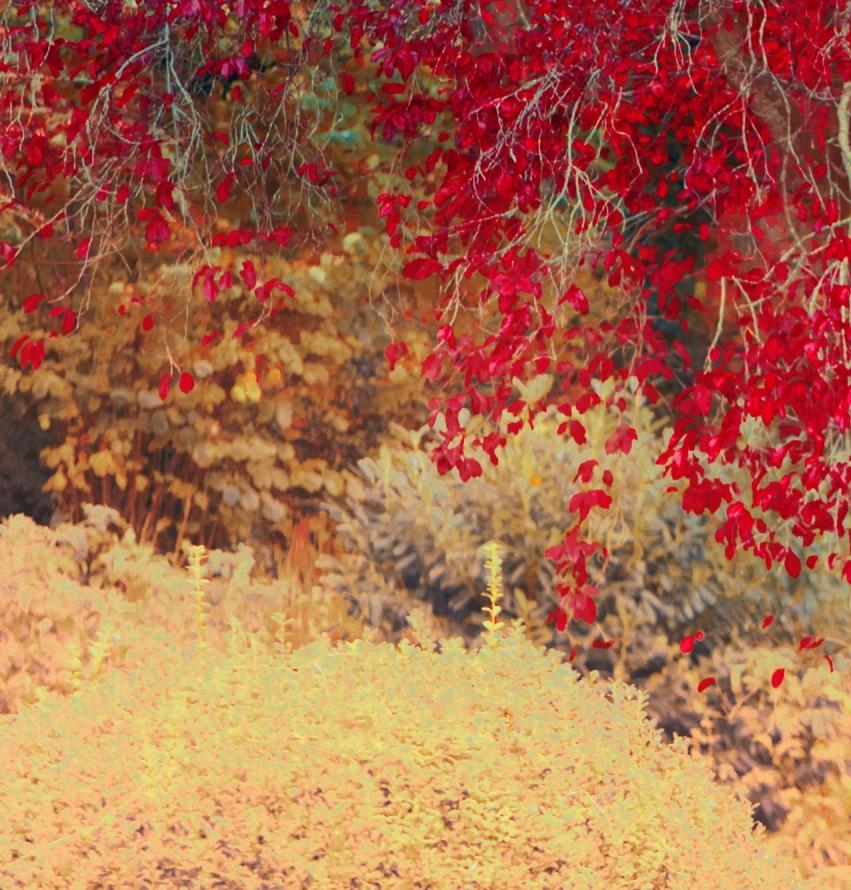 Rote Herbstblätter im Angebot 1