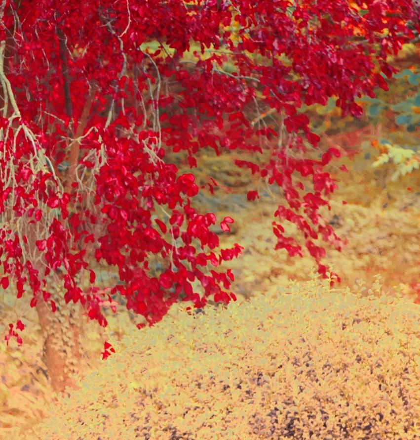 Rote Herbstblätter im Angebot 2