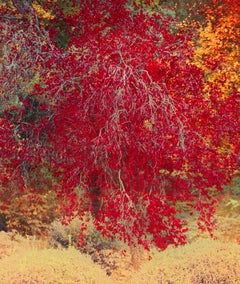 Red Autumn Leaves