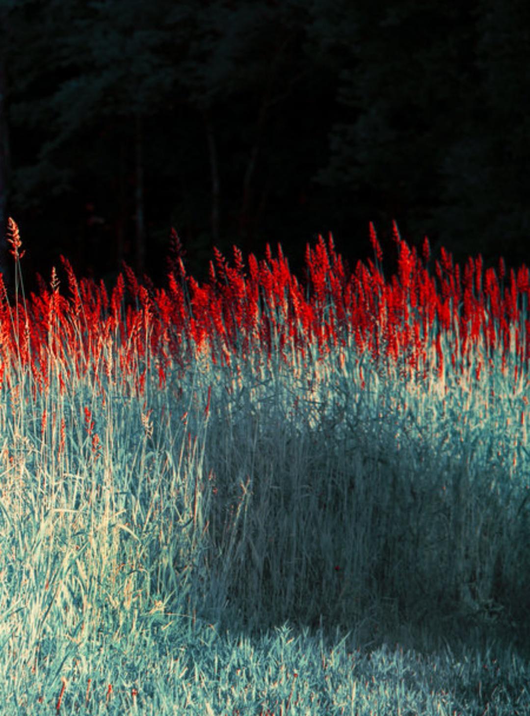 Red Grasses, The Garden – Erik Madigan Heck, Fashion, Colour, Landscape, Nature For Sale 1