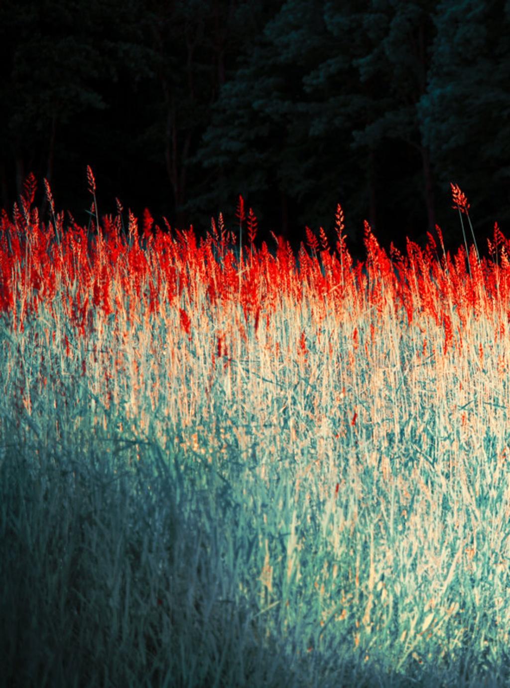 Red Grasses, The Garden – Erik Madigan Heck, Fashion, Colour, Landscape, Nature For Sale 2