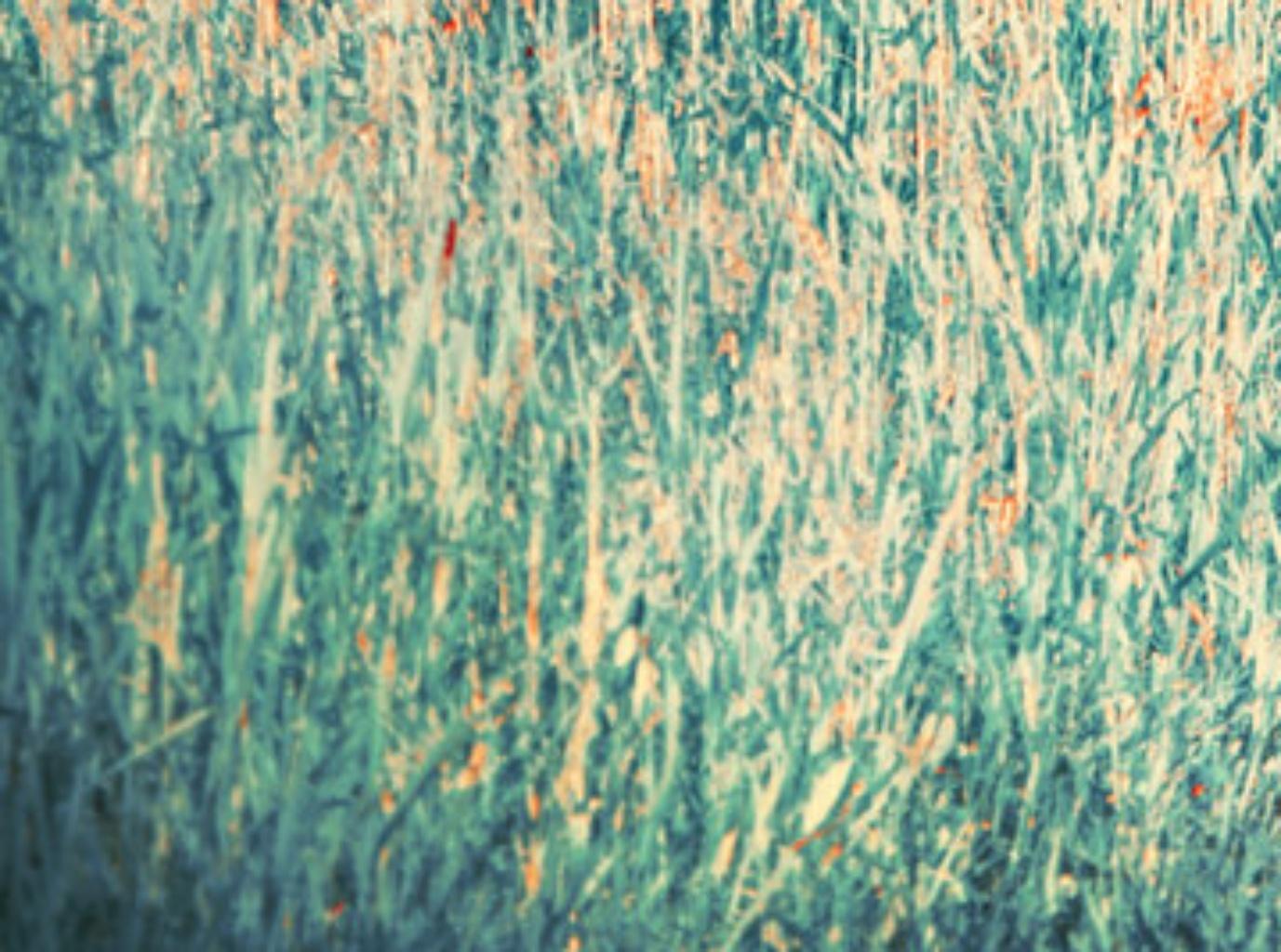 Grasses rouges, Le jardin Erik Madigan Hauteur, Mode, Couleur, Paysage, Nature - Noir Color Photograph par Erik Madigan Heck