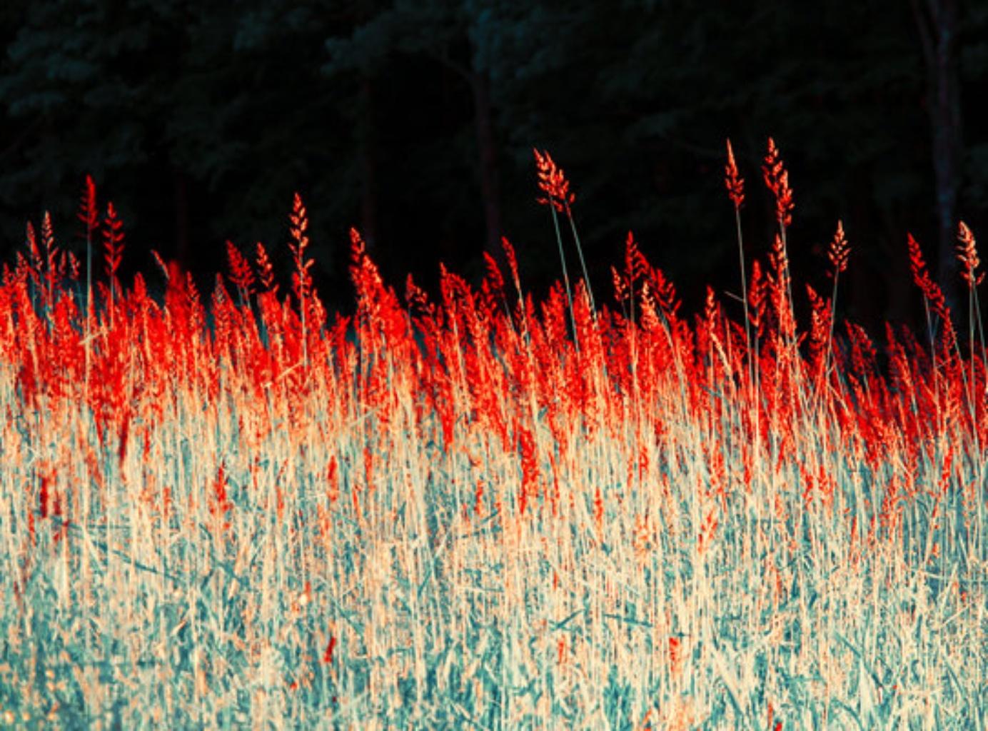 Red Grasses, The Garden – Erik Madigan Heck, Fashion, Colour, Landscape, Nature For Sale 4