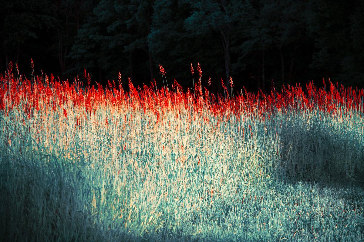 Erik MADIGAN HECK (*1983, United States)
Red Grasses, The Garden, 2020
Chromogenic print
Sheet 101.6 x 152.4 cm (40 x 60 in.)
Edition of 9, plus 2 AP; Ed. no. 1/9
Print only


Originally from Excelsior, Minnesota, Erik Madigan Heck (*1983) is one of