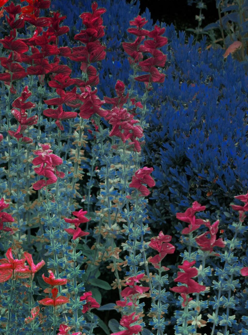 Erik MADIGAN HECK (*1983, United States)
Red Snapping Dragons, The Garden, 2019
Chromogenic print
Sheet 101.6 x 76.2 cm (40 x 30 in.)
Edition of 9, plus 2 AP; Ed. no. 2/9
Print only


Originally from Excelsior, Minnesota, Erik Madigan Heck (*1983)