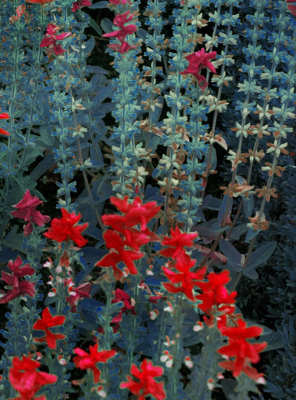 Red Snapping Dragons, The Garden – Erik Madigan Heck, Landscape, Nature, Colour For Sale 2