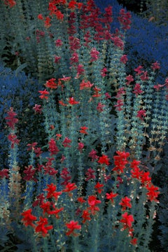 Rote schnappende Drachen, Garten Erik Madigan Hals, Landschaft, Natur, Farbe