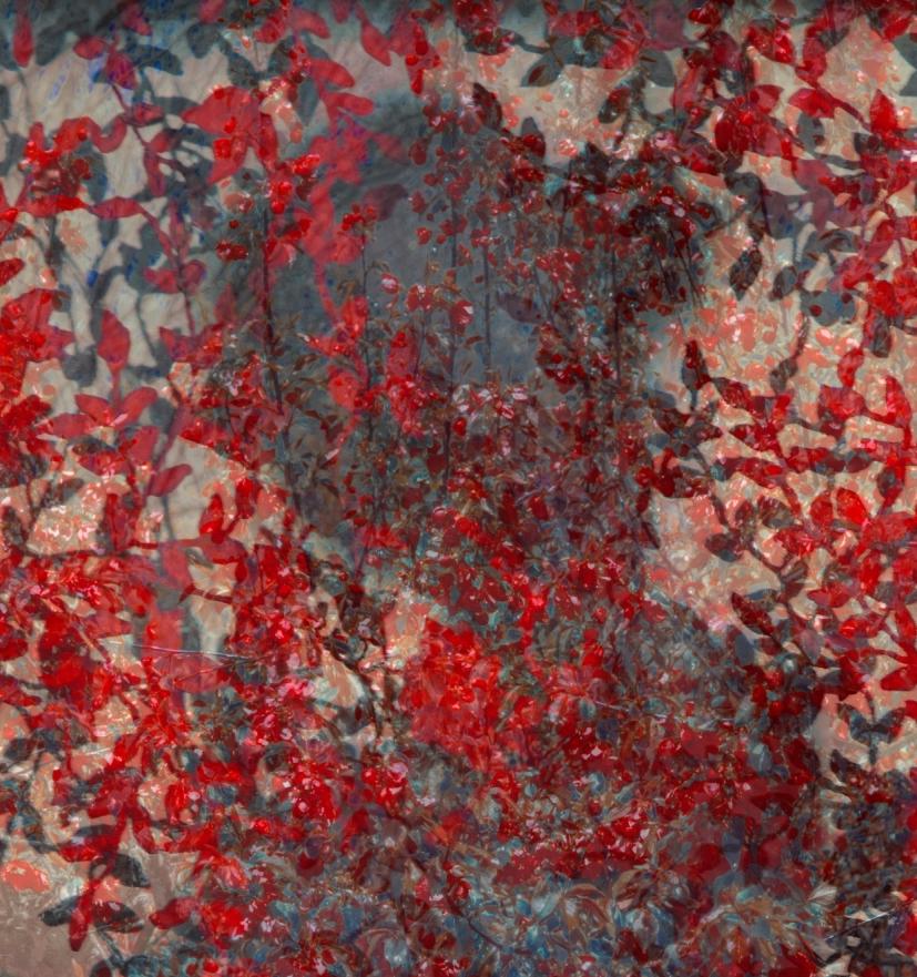 Der Wandteppich – Photograph von Erik Madigan Heck