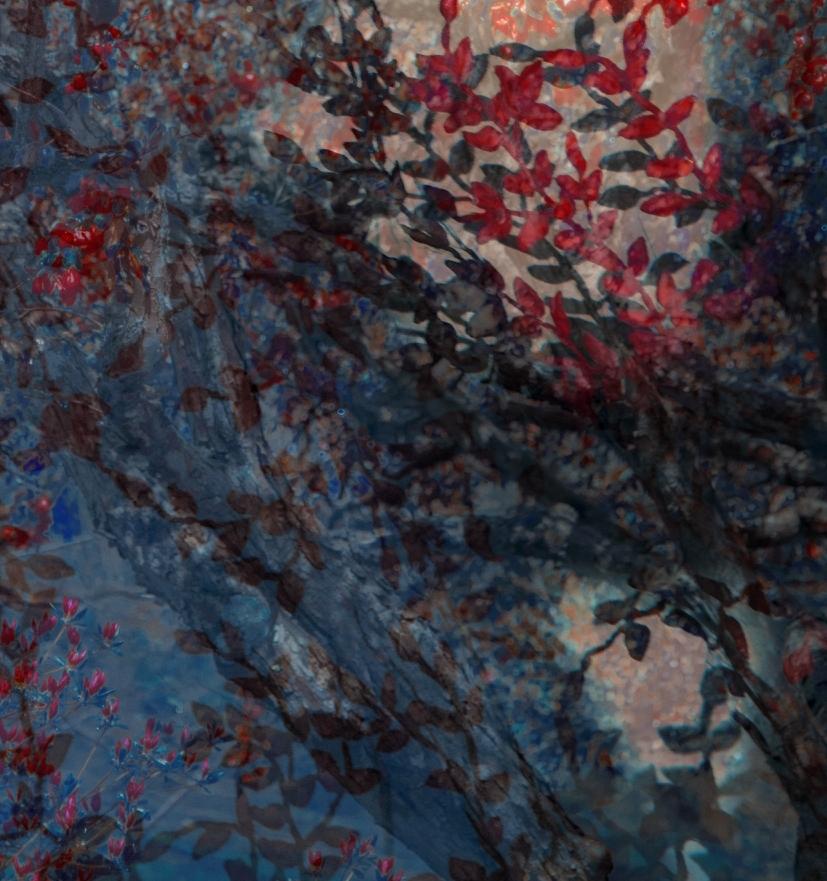 Der Wandteppich (Zeitgenössisch), Photograph, von Erik Madigan Heck
