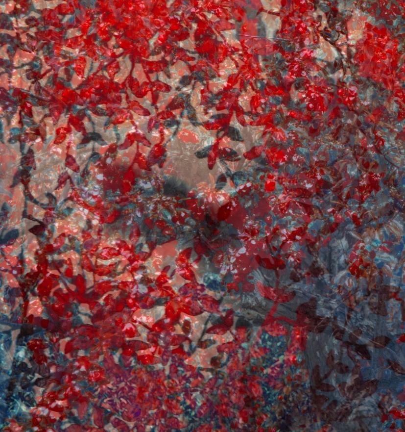 Der Wandteppich (Schwarz), Color Photograph, von Erik Madigan Heck