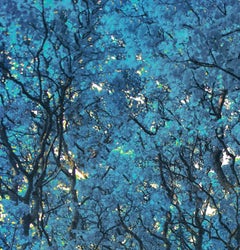 Turquoise Canopy