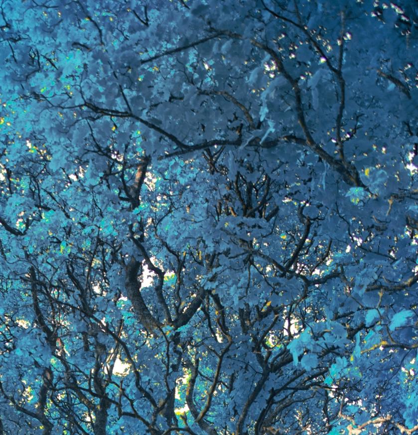 Baldacchino turchese - Photograph Contemporaneo di Erik Madigan Heck