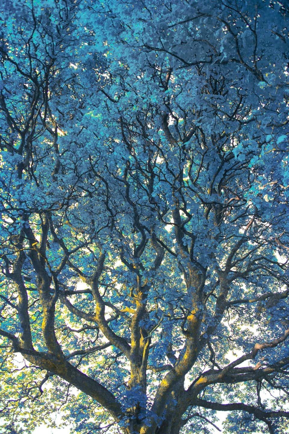 Turquoise Canopy