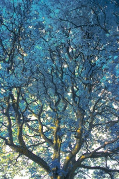 Turquoise Canopy