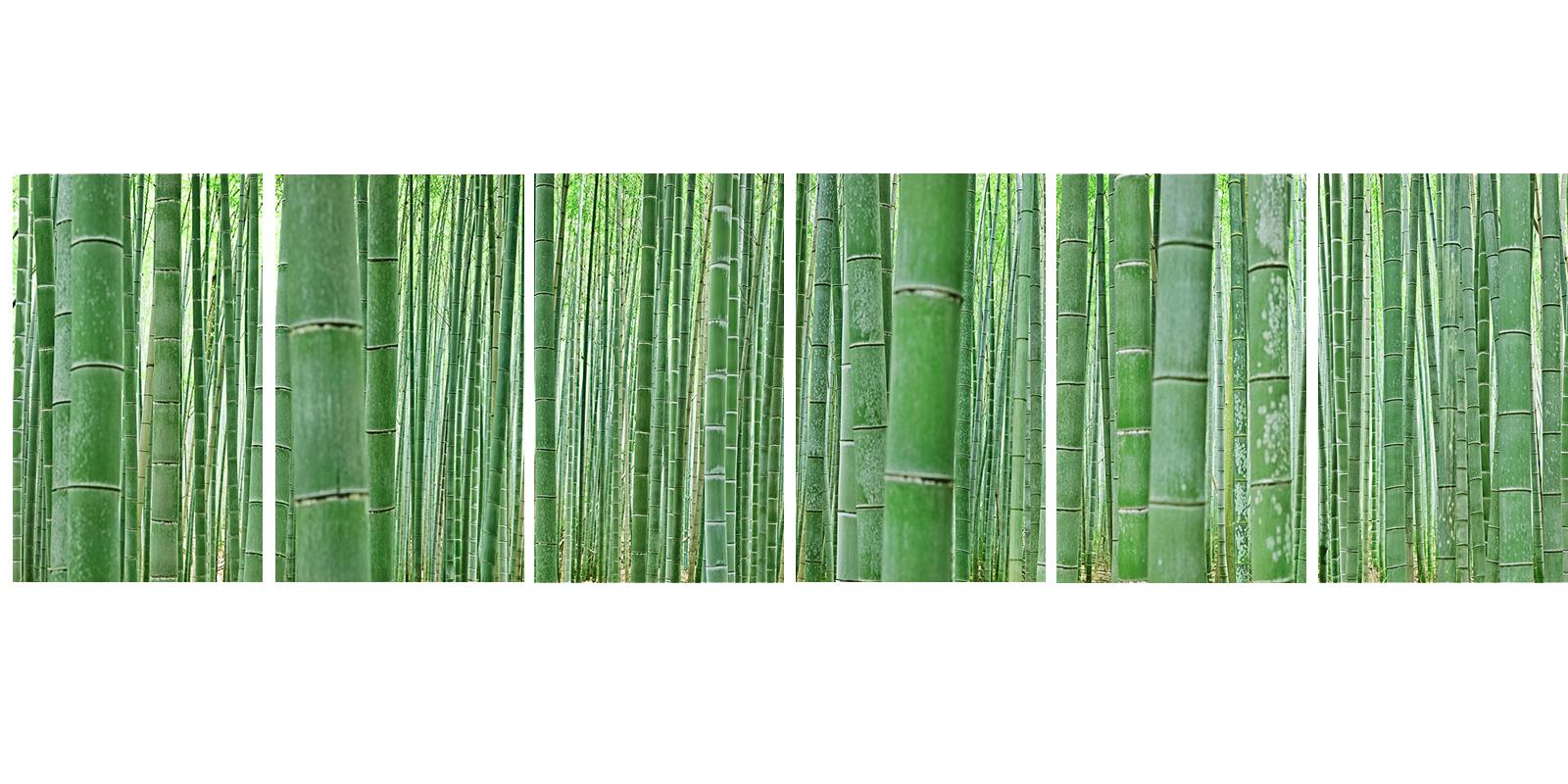 Bamboo Forest (6 frames) - abstract nature observation of Japanese grove