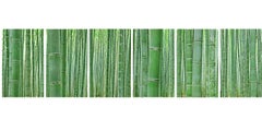 Bamboo Forest (6 glass panels) - abstract observation of iconic Japanese grove 