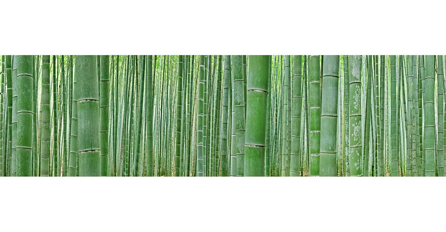 Bamboo Forest - abstract nature observation of iconic Japanese bamboo grove