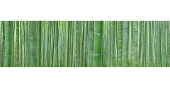 Bamboo Forest - abstract nature observation of iconic Japanese bamboo grove