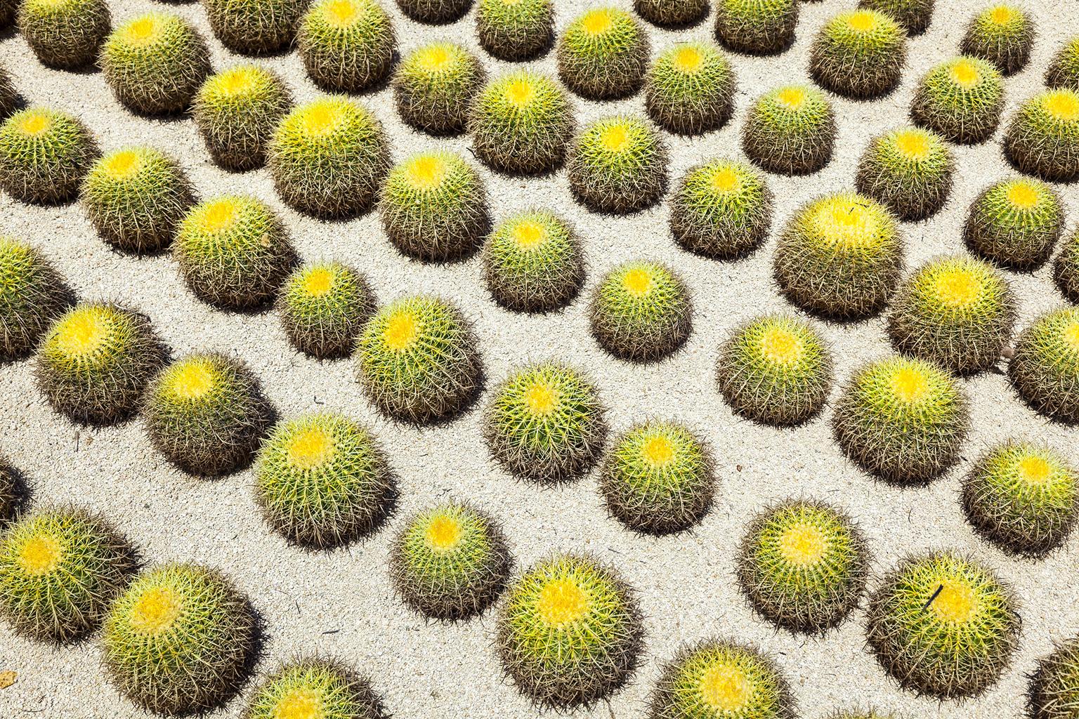 Cacti  - large format photograph of iconic desert cactus landscape 27" x 40"