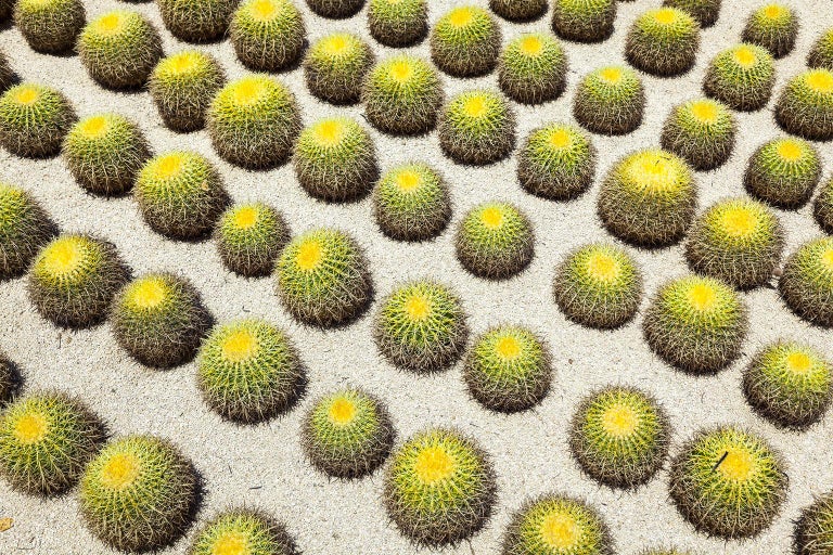 Erik Pawassar Abstract Print - Cacti  - large format photograph of iconic desert cactus landscape 27" x 40"