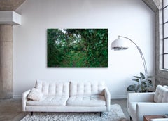 Cloud Forest I  - large format photograph of fantastical tropical rainforest