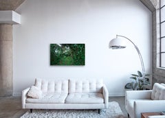 Nebelwald I Großformatige Fotografie eines fantastischen tropischen Regenwaldes