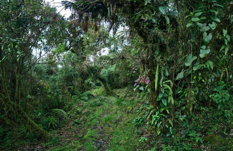 Erik Pawassar Color Photograph - Cloud Forest I  - large format photograph of fantastical tropical rainforest