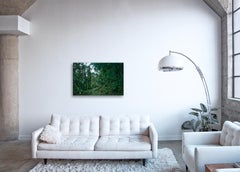 Nebelwald II  Großformatige Fotografie eines fantastischen tropischen Regenwaldes