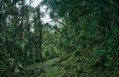 Cloud Forest II  - large format photograph of fantastical tropical rainforest