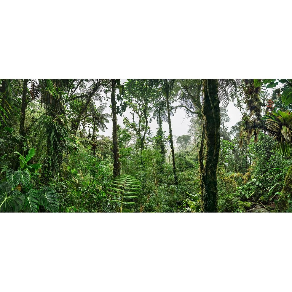 Extra großformatige Fotografie eines üppigen botanischen Tableaus aus dem tropischen Regenwald, aus einer Serie von sehr detaillierten großformatigen Naturbeobachtungen, eine Hommage an die fantastischen Dschungelgemälde des Künstlers Henri